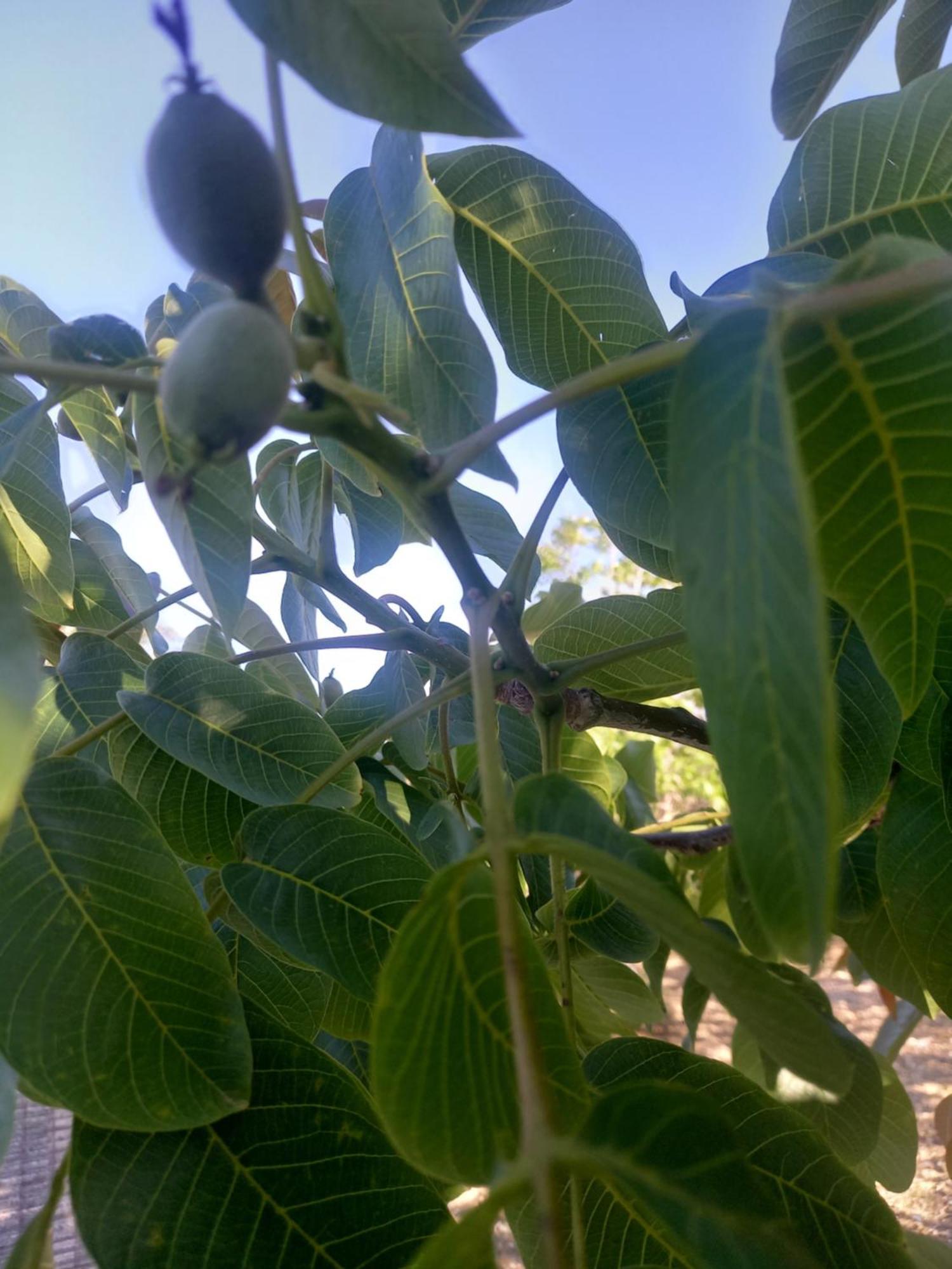 Pano Akourdalia Villa Koumneni מראה חיצוני תמונה