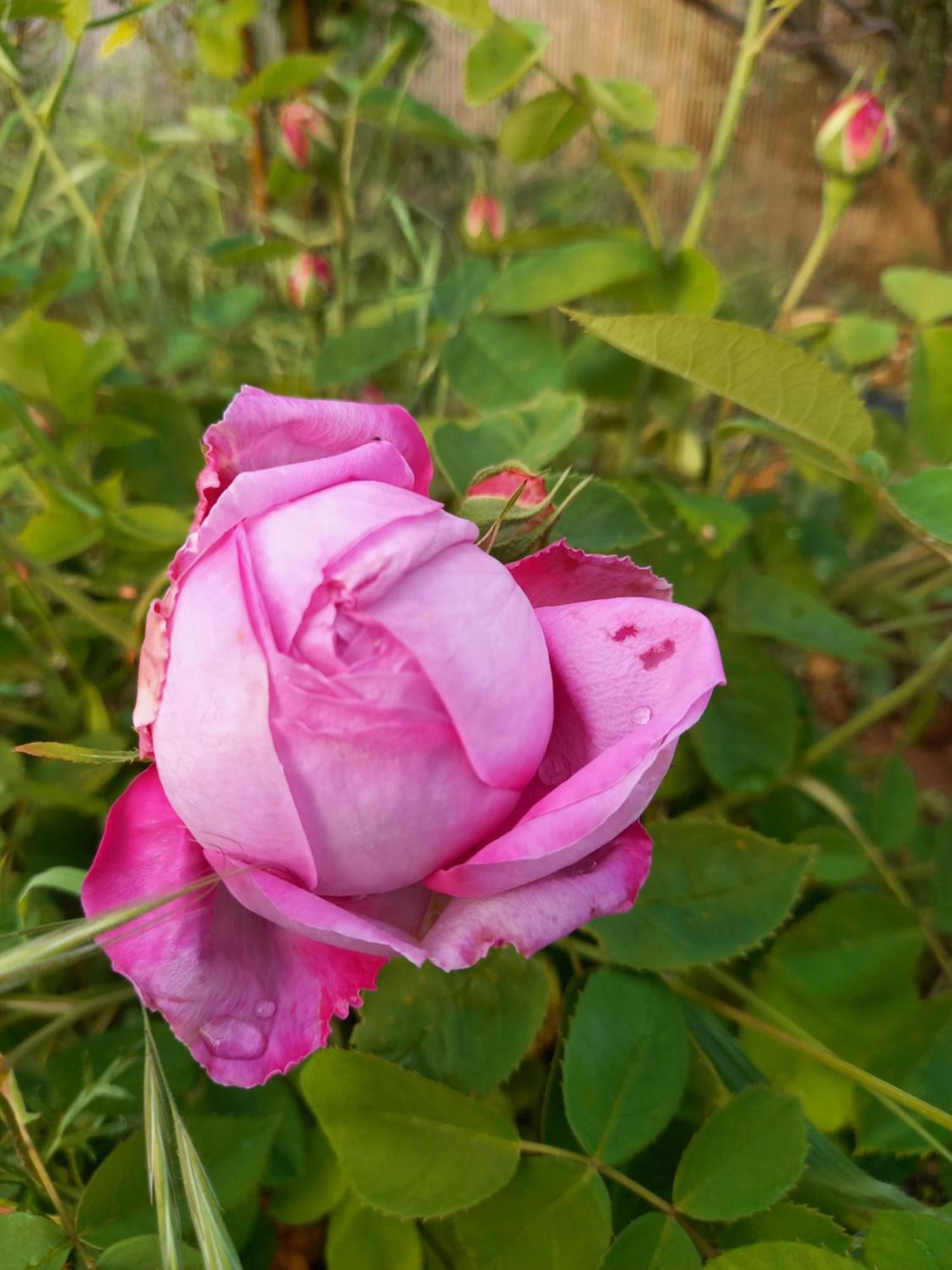 Pano Akourdalia Villa Koumneni מראה חיצוני תמונה