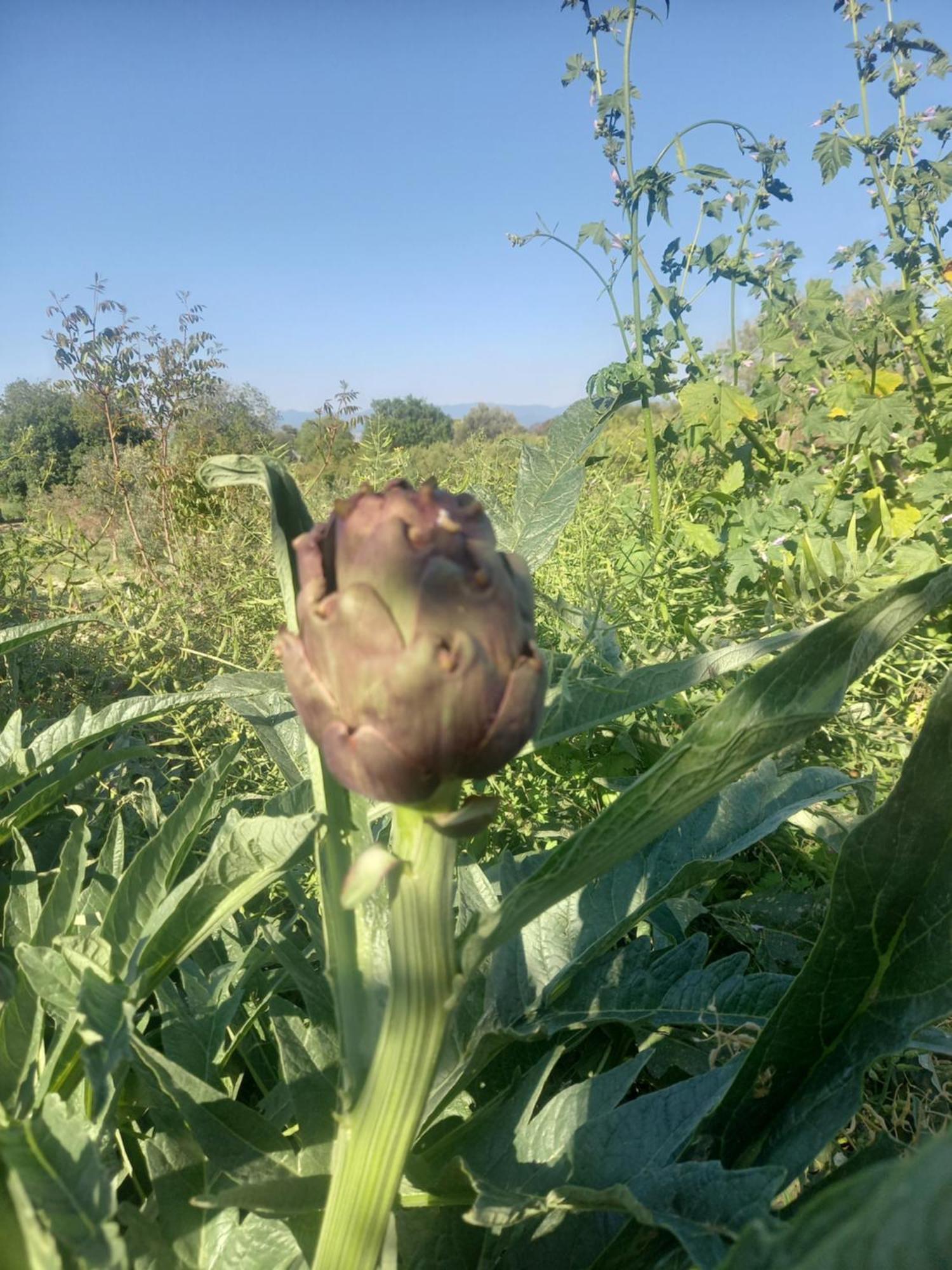 Pano Akourdalia Villa Koumneni מראה חיצוני תמונה
