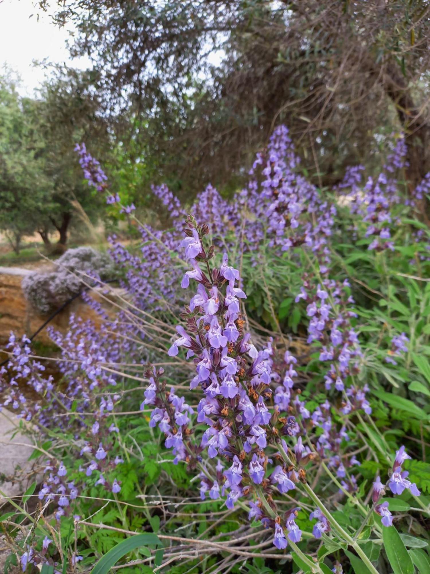 Pano Akourdalia Villa Koumneni מראה חיצוני תמונה