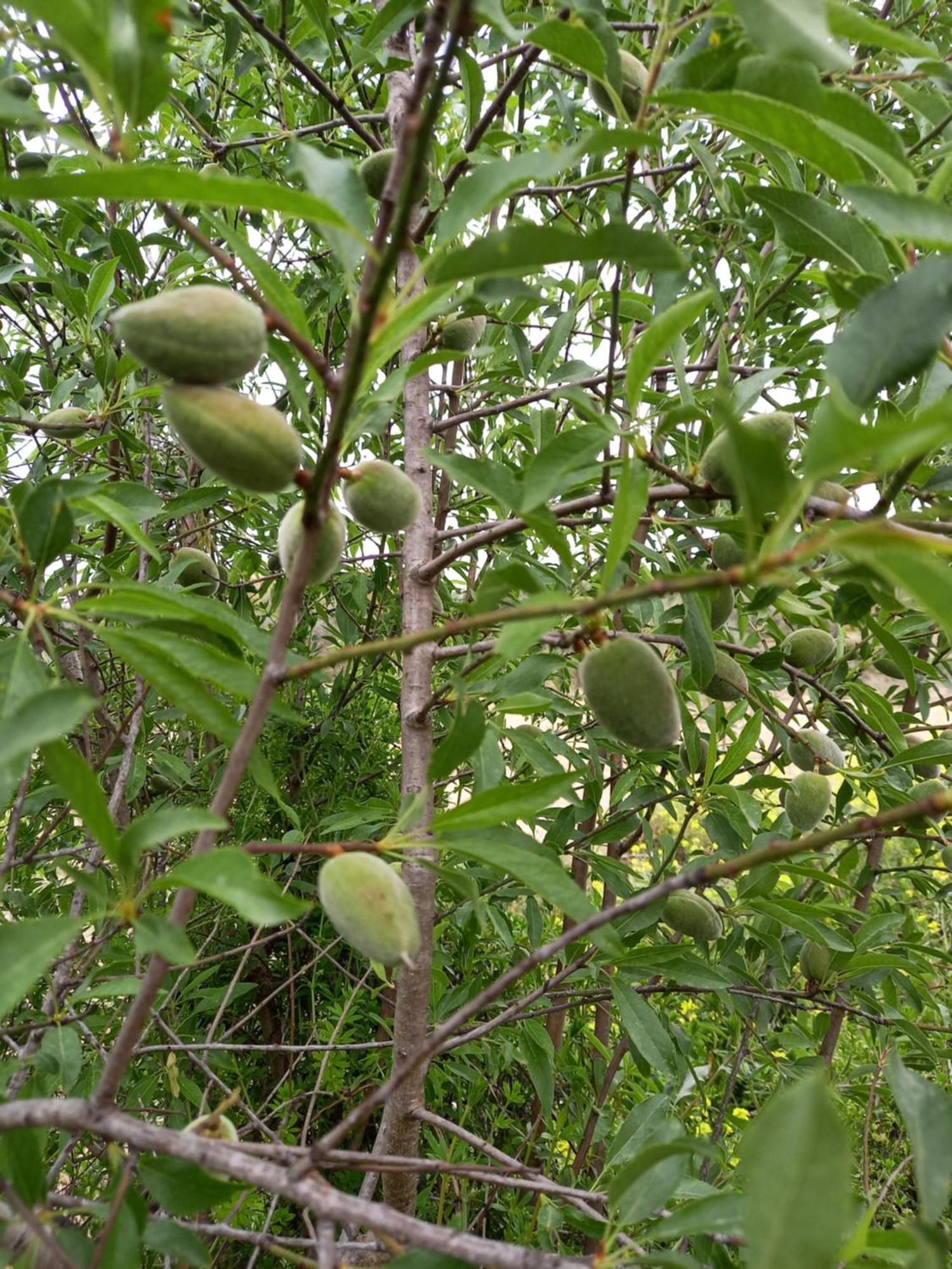Pano Akourdalia Villa Koumneni מראה חיצוני תמונה