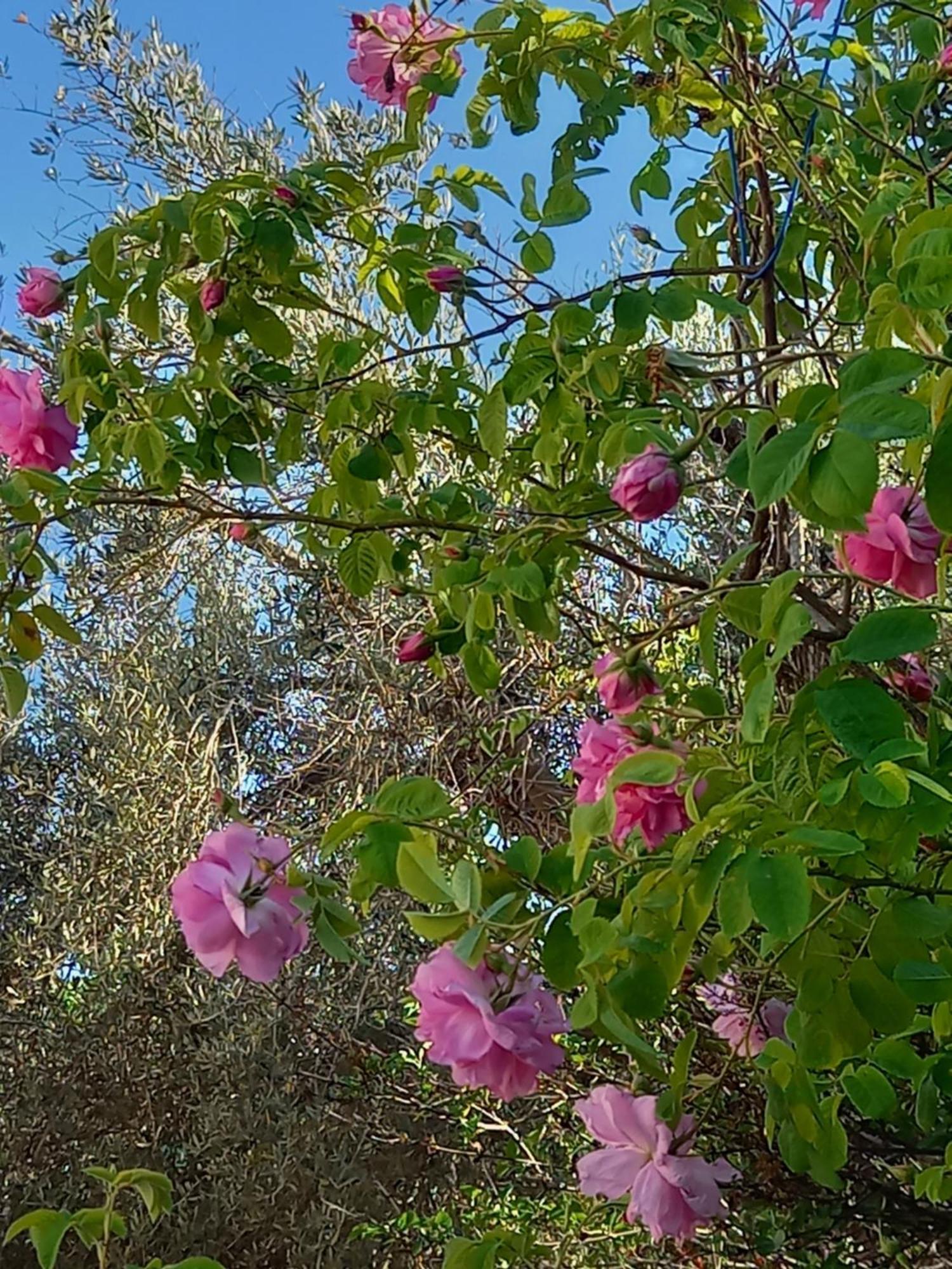 Pano Akourdalia Villa Koumneni מראה חיצוני תמונה