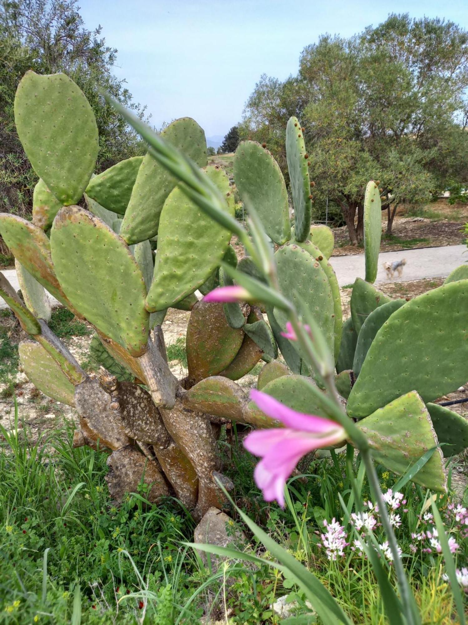 Pano Akourdalia Villa Koumneni מראה חיצוני תמונה