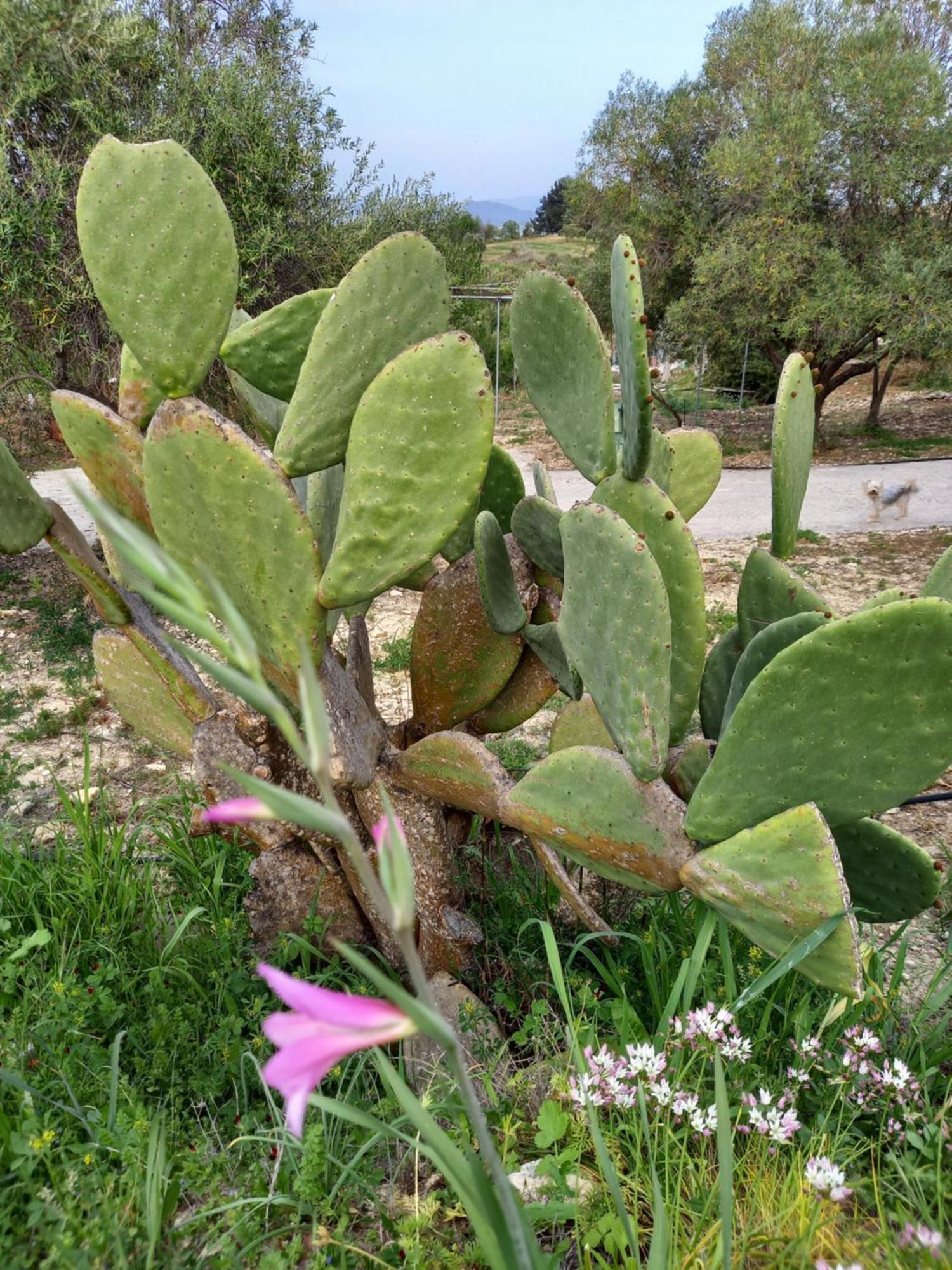 Pano Akourdalia Villa Koumneni מראה חיצוני תמונה