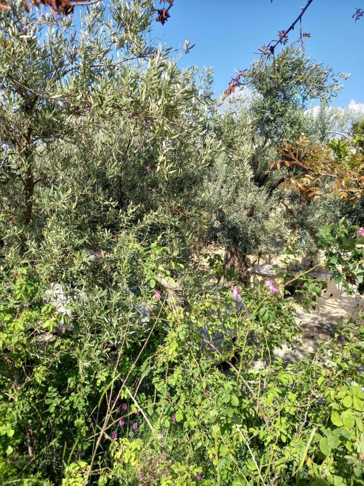 Pano Akourdalia Villa Koumneni מראה חיצוני תמונה