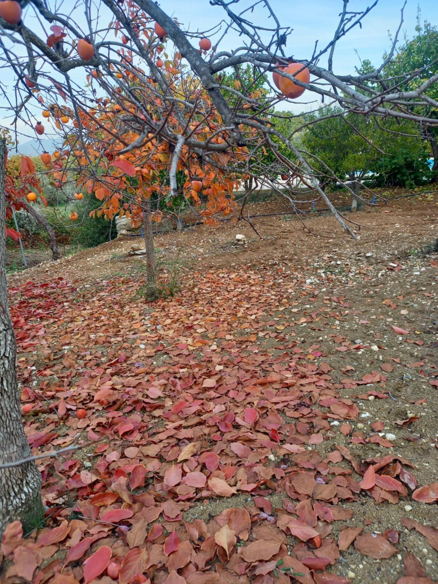 Pano Akourdalia Villa Koumneni מראה חיצוני תמונה